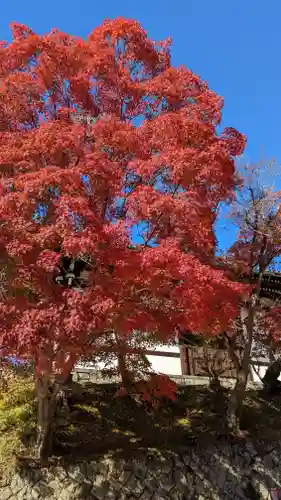 くろ谷 金戒光明寺(京都府)