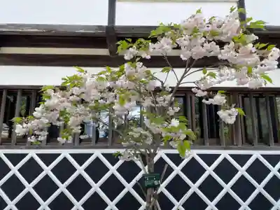 桜池院(和歌山県)