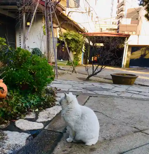今戸神社の動物