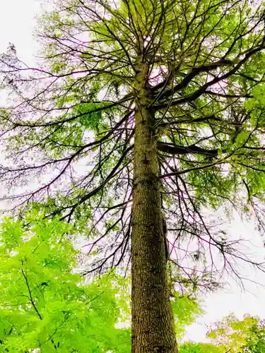 胎安神社の自然