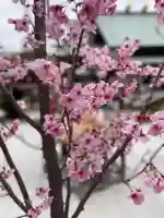 東京大神宮の自然