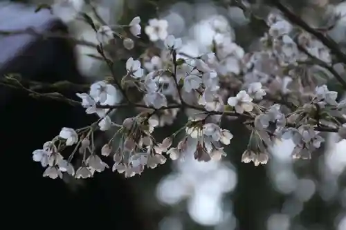 紀伊宮神社の自然