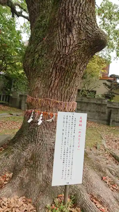 鳥飼八幡宮の自然