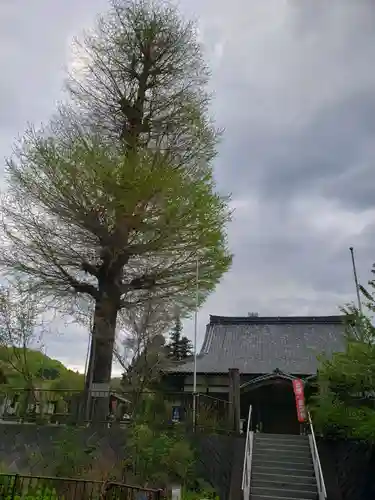 金泉寺(埼玉県)