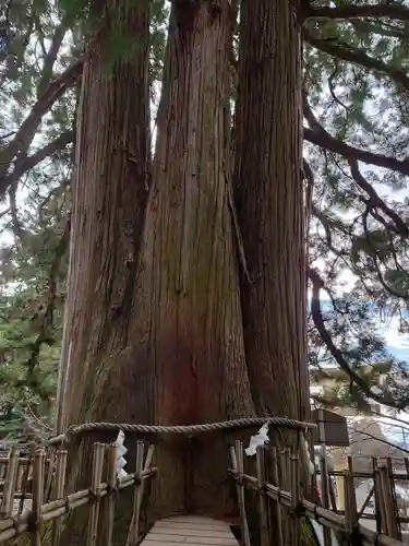戸隠神社中社(長野県)