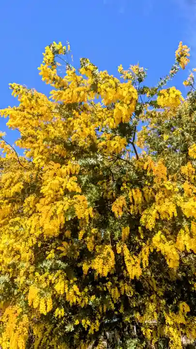 七百餘所神社 の自然