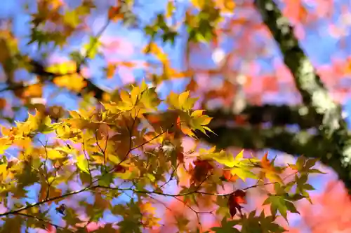 慈照寺（慈照禅寺・銀閣寺）の自然
