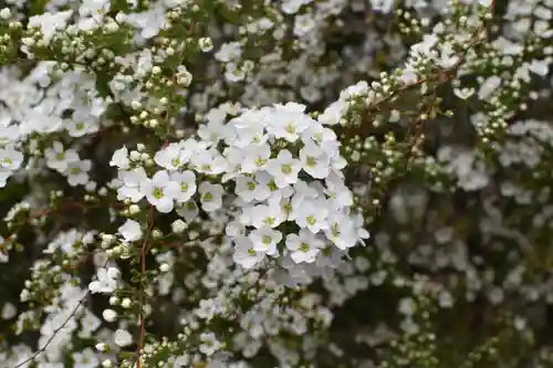 本願寺長浜別院の自然