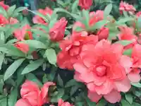 開成山大神宮の自然