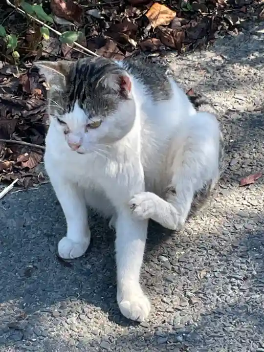 浄瑠璃寺(京都府)