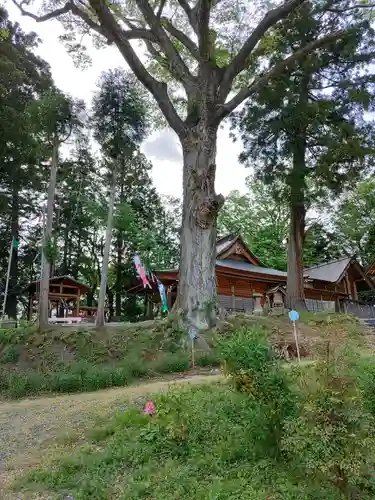 阿久津「田村神社」（郡山市阿久津町）旧社名：伊豆箱根三嶋三社の自然