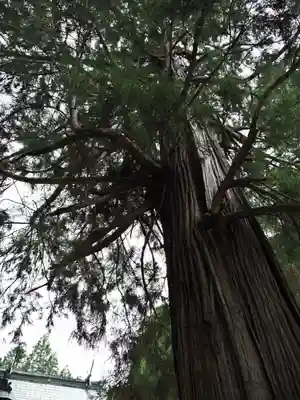 水主神社の自然