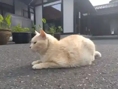 御誕生寺（猫寺）(福井県)