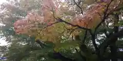 車折神社の自然