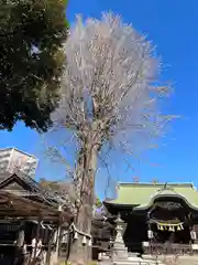 菊田神社の自然