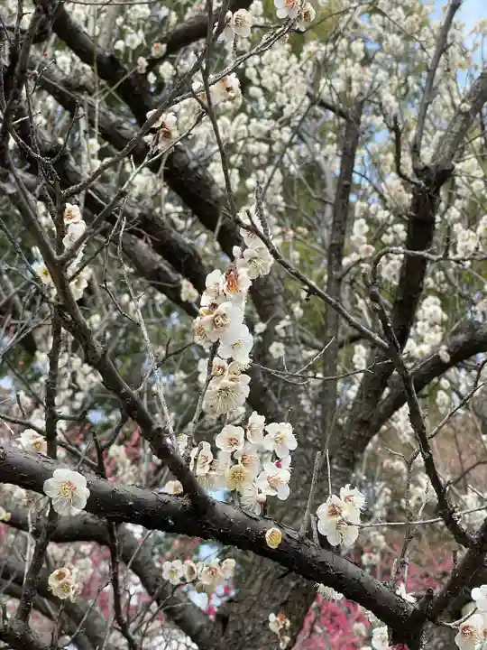 梅宮大社の自然
