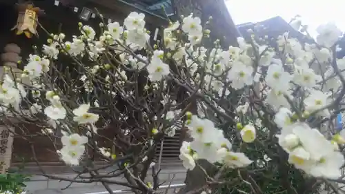 櫛田神社の自然