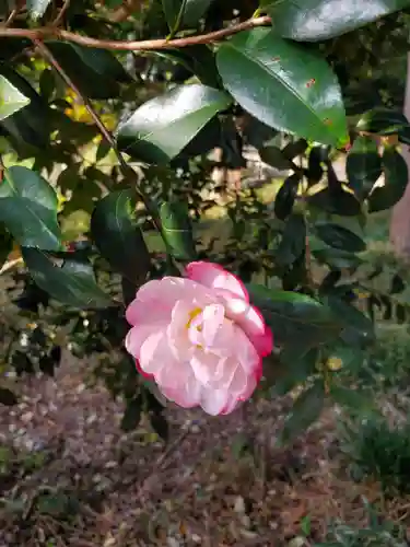 沙沙貴神社の自然