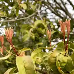 豊景神社の自然