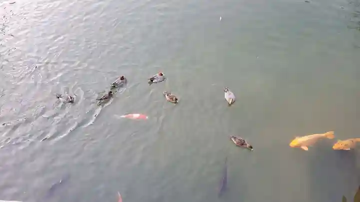 吉香神社の動物