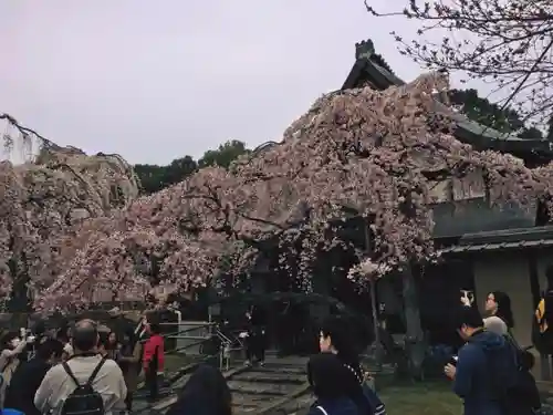 氷室神社の庭園