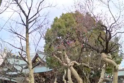 湯島天満宮(東京都)