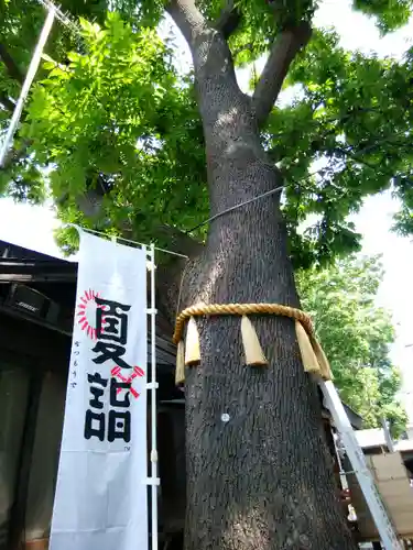 札幌諏訪神社の自然