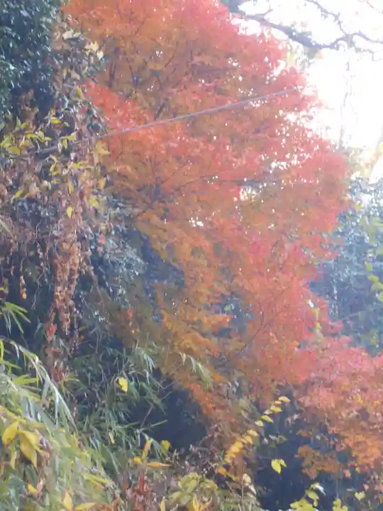 理智光寺跡(理智光寺址)<史跡>の自然