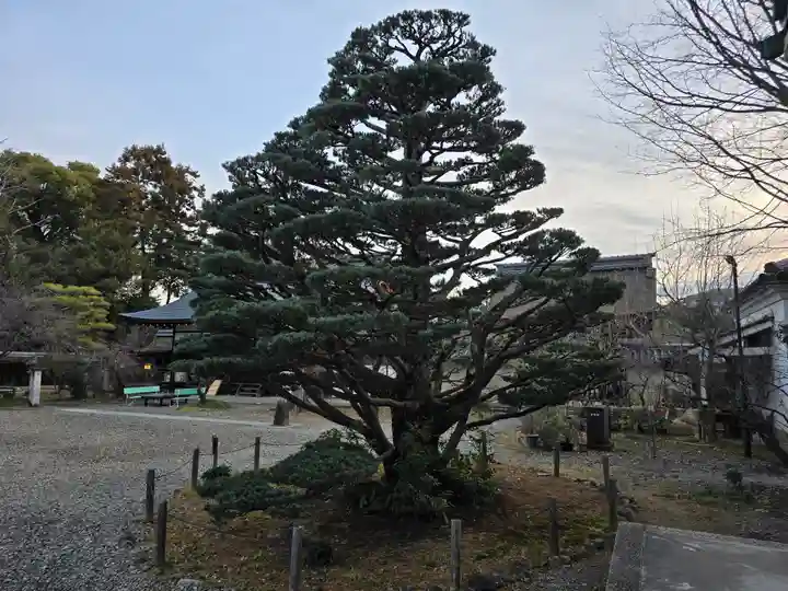 梅宮大社(京都府)