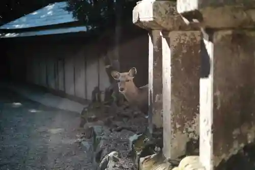 春日大社の{uncategorized: "未分類", other: "その他", undefined: "問題あり", building: "その他建物", grave: "お墓", sacred_gate: "鳥居", guardian: "狛犬", statue: "像", buddha: "仏像", history: "歴史", nature: "自然", garden: "庭園", animal: "動物", pagoda: "塔", temizu: "手水舎", mountain_gate: "山門・神門", sanctuary: "本殿・本堂", subordinate: "末社・摂社", art: "芸術", scenery: "景色", jizo: "地蔵", ema: "絵馬", goshuin: "御朱印", omikuji: "おみくじ", items: "授与品その他", amulet: "お守り", goshuincho: "御朱印帳", eats: "食事", festival: "お祭り", votive_dance: "神楽", shichigosan: "七五三参", wedding: "結婚式", experience: "体験その他", initially: "初詣", around: "周辺", anti_infection: "感染症対策"}