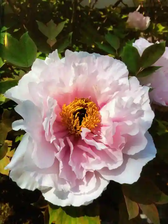 圓照寺(東京都)