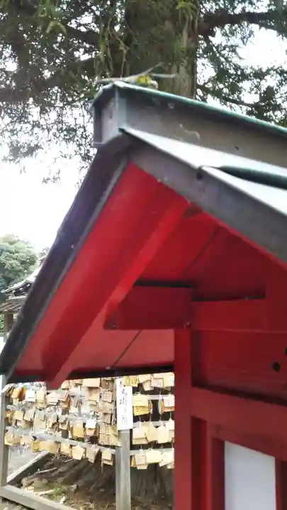 鷲宮神社の動物