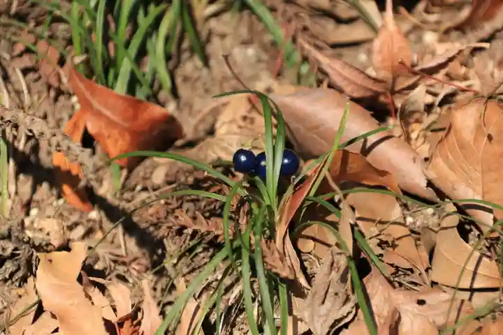 鹿島大神宮の自然