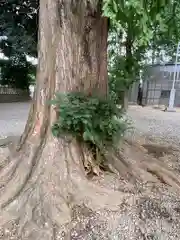 岩槻久伊豆神社の自然