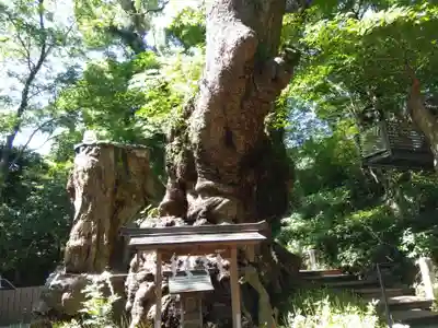 來宮神社(静岡県)