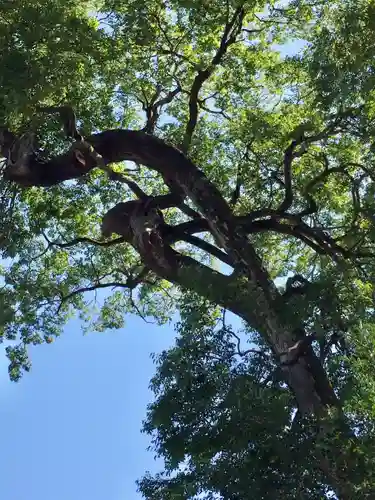 神館飯野高市本多神社の自然