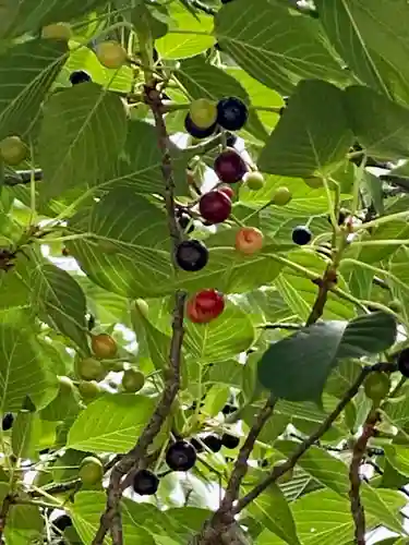 粟嶋堂宗徳寺の自然