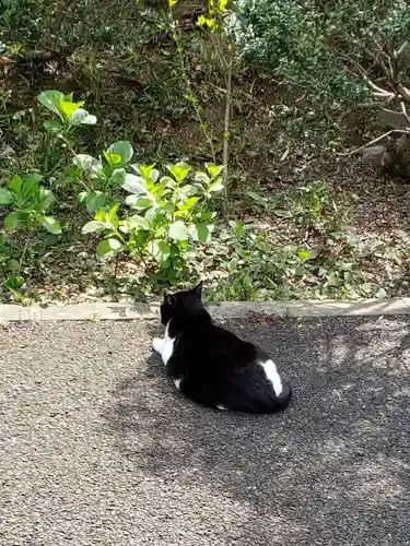 白金氷川神社の動物