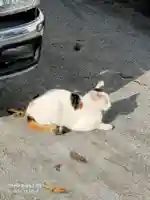 玉姫稲荷神社の動物