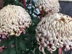 鴨島八幡神社の自然