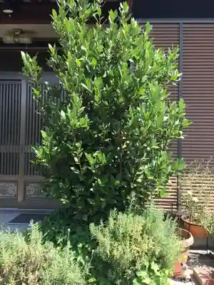 五明稲荷神社の自然