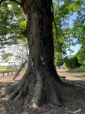 八幡神社(埼玉県)