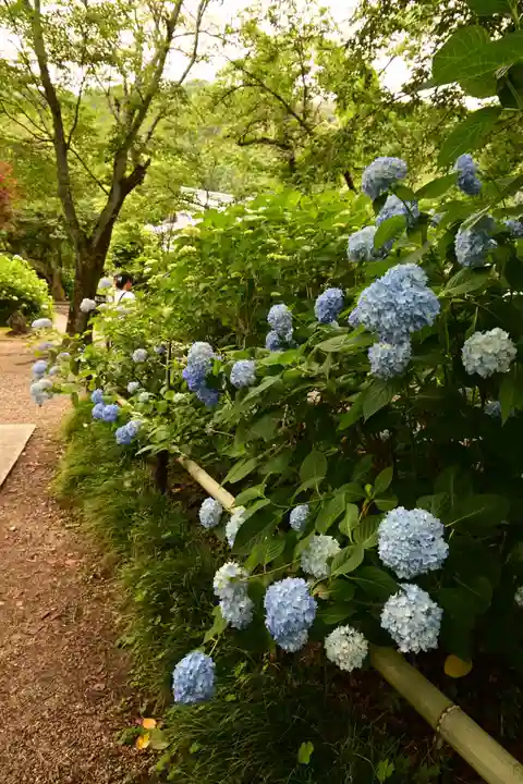 矢田寺(奈良県)
