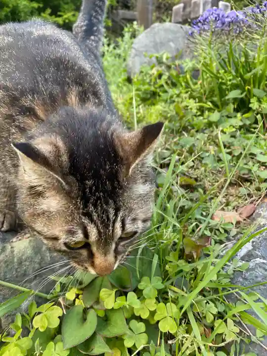 鳳仙寺の{uncategorized: "未分類", other: "その他", undefined: "問題あり", building: "その他建物", grave: "お墓", sacred_gate: "鳥居", guardian: "狛犬", statue: "像", buddha: "仏像", history: "歴史", nature: "自然", garden: "庭園", animal: "動物", pagoda: "塔", temizu: "手水舎", mountain_gate: "山門・神門", sanctuary: "本殿・本堂", subordinate: "末社・摂社", art: "芸術", scenery: "景色", jizo: "地蔵", ema: "絵馬", goshuin: "御朱印", omikuji: "おみくじ", items: "授与品その他", amulet: "お守り", goshuincho: "御朱印帳", eats: "食事", festival: "お祭り", votive_dance: "神楽", shichigosan: "七五三参", wedding: "結婚式", experience: "体験その他", initially: "初詣", around: "周辺", anti_infection: "感染症対策"}