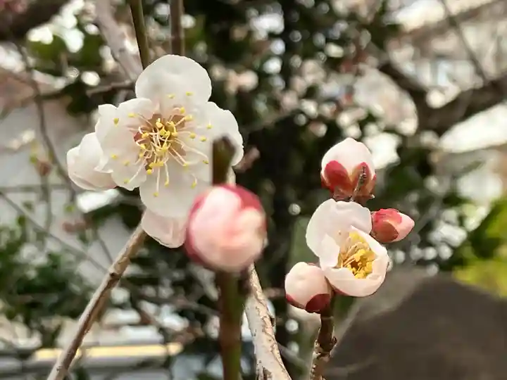 谷保天満宮(東京都)