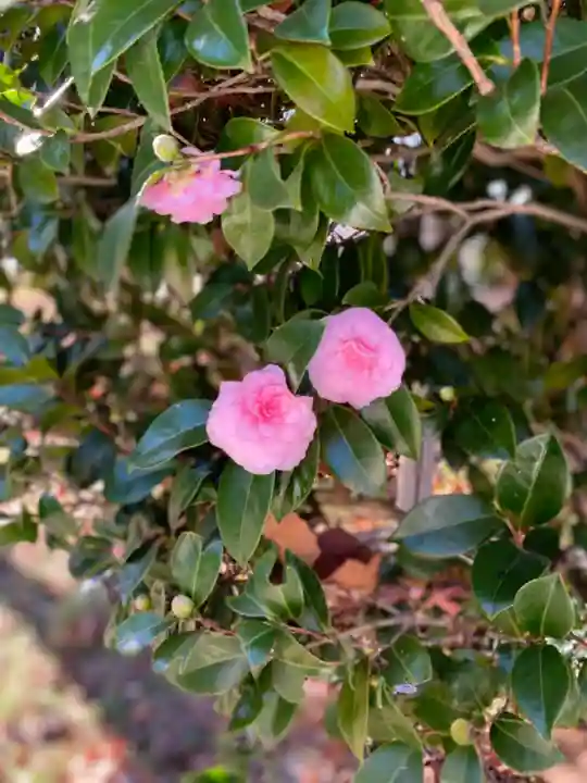 山梨縣護國神社の自然