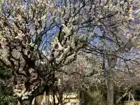 碑文谷八幡宮の{uncategorized: "未分類", other: "その他", undefined: "問題あり", building: "その他建物", grave: "お墓", sacred_gate: "鳥居", guardian: "狛犬", statue: "像", buddha: "仏像", history: "歴史", nature: "自然", garden: "庭園", animal: "動物", pagoda: "塔", temizu: "手水舎", mountain_gate: "山門・神門", sanctuary: "本殿・本堂", subordinate: "末社・摂社", art: "芸術", scenery: "景色", jizo: "地蔵", ema: "絵馬", goshuin: "御朱印", omikuji: "おみくじ", items: "授与品その他", amulet: "お守り", goshuincho: "御朱印帳", eats: "食事", festival: "お祭り", votive_dance: "神楽", shichigosan: "七五三参", wedding: "結婚式", experience: "体験その他", initially: "初詣", around: "周辺", anti_infection: "感染症対策"}