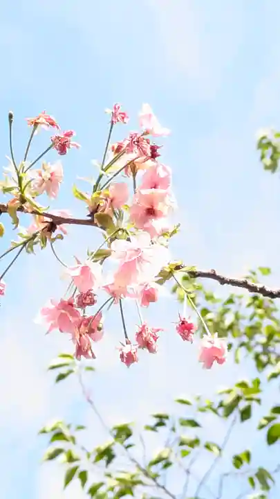 墨染寺(桜寺)(京都府)