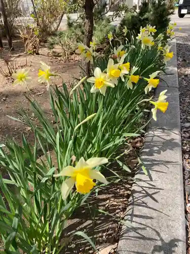 新琴似神社の自然