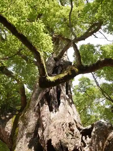 大山祇神社の自然